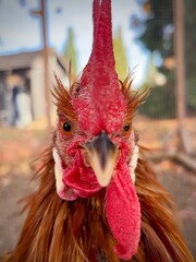 rooster portrait © Sabrina