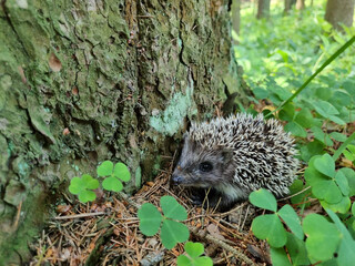 Hedgehog near the pine tree in the forest. Wild, native, European hedgehog (Scientific name: Erinaceus Europaeus)