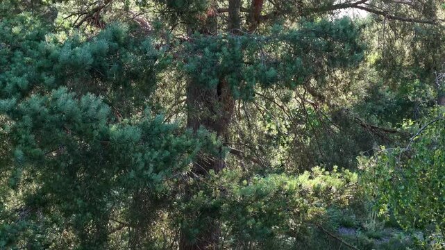 Aerial drone shot rising above forest trees