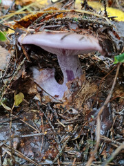 Fototapeta premium Field blewit, blue-leg, Wood blewit Mushrooms in the forest, closeup of edible mushrooms.