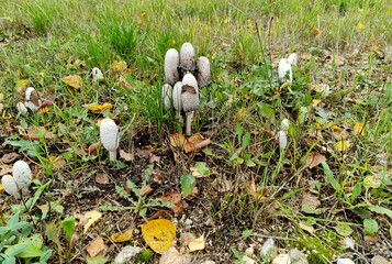 Dung Beetle mushrooms in a field. Autolysis (decomposition of the mushroom). Natural texture for background. 