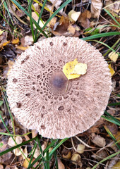 Large Variegated umbrella mushroom among fallen leaves on the ground in the autumn forest. 