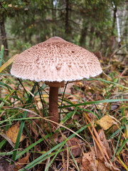 Large Variegated umbrella mushroom among fallen leaves on the ground in the autumn forest. 