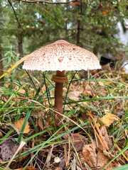 Large Variegated umbrella mushroom among fallen leaves on the ground in the autumn forest. 