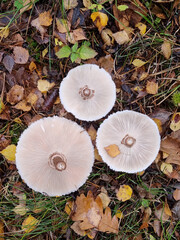 Large Variegated umbrella mushroom among fallen leaves on the ground in the autumn forest. Mushroom gills, bottom view. Close-up.