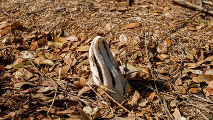 close up of a ,Stinkhorns