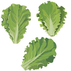Fresh green lettuce leaves isolated on white for healthy salads and culinary creations