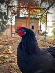 black hen © Sabrina