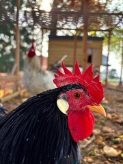 black hen in the coop © Sabrina