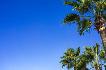 Vibrant Palm Trees Against a Clear Blue Sky: A Tropical Paradise Scene Inviting Relaxation and Nature's Beauty