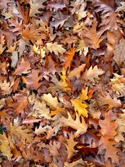 autumn leaves background