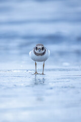 Common ringed plover or ringed plover - Charadrius hiaticula