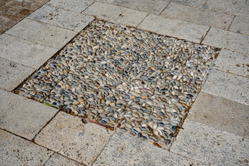 Intricate Mosaic of Small Shells Forming a Textured Surface on Paving Stones, Showcasing the Beauty of Natural Materials and Artistic Design