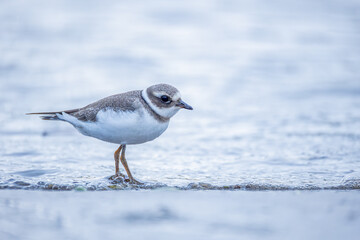 Common ringed plover or ringed plover - Charadrius hiaticula