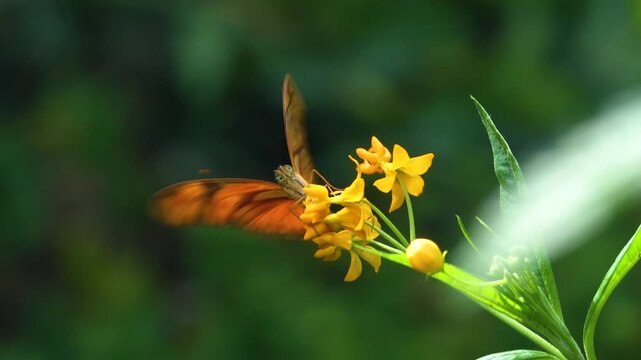  Close up view of a julia butterfly moving around a flower blossom on a sunny day in slow motion