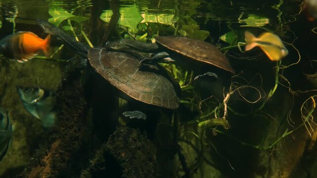 Close up of snake neck turtles mating underwater slowly moving around