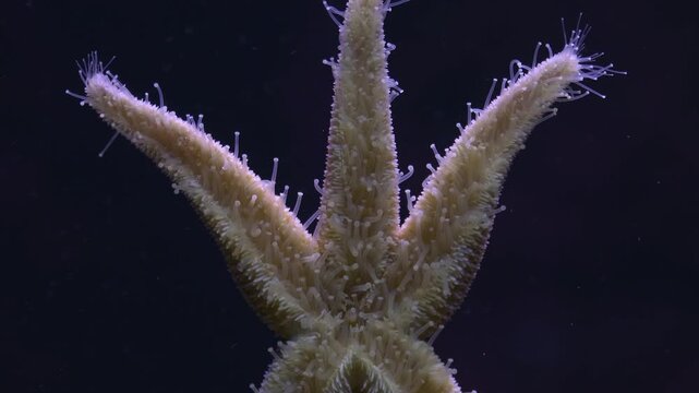 Close up of a starfish time lapse moving across a window glass in an aquarium
