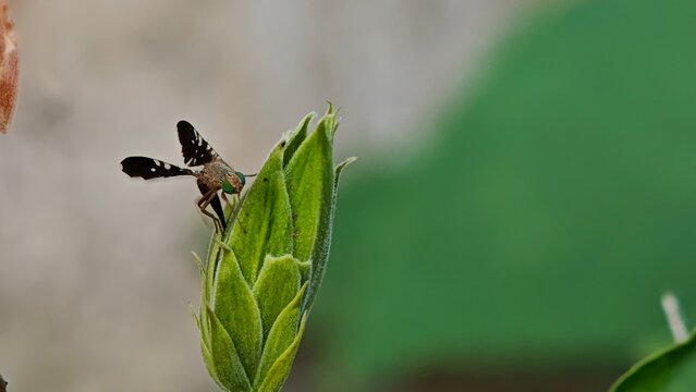 dragonfly on a leaf
