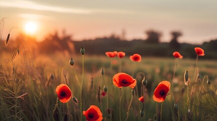 Beautiful nature background with red poppy flower poppy in the sunset in the field. Remembrance day, Veterans day, lest we forget concept.