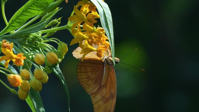  Close up view of a julia butterfly moving around a flower blossom on a sunny day in slow motion