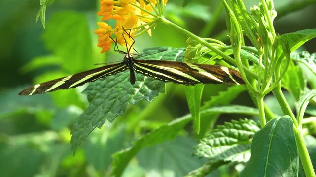 Close up view of an zebra long wing butterfly moving around a flower blossom on a sunny day in slow motion
