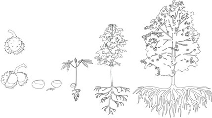 Coloring page with life cycle of horse chestnut tree (Aesculus hippocastanum). Growth stages from seed and sprout to old tree with root system isolated on white background	
