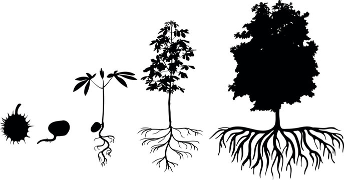 Black silhouette of life cycle of horse chestnut tree (Aesculus hippocastanum). Growth stages from seed and sprout to old tree with root system isolated on white background	