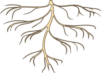 Naklejka premium Root isolated on white background 