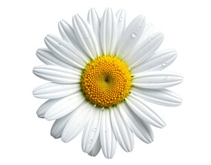 Close-up of a vibrant daisy flower with white petals and yellow center, isolated