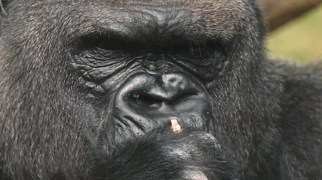 Close up male siverback gorilla eating on a sunny day