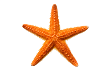 Bright Orange Starfish on White Background A Vibrant Sea Creature Against Clean Backdrop