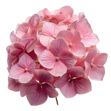 pink hydrangea cluster on tramsparent png background