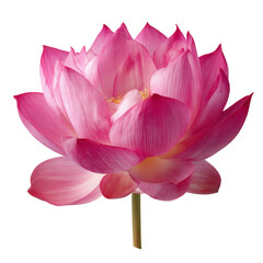 Fototapeta premium pink lotus flower on transparent png background