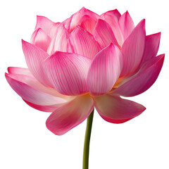 Fototapeta premium pink lotus flower on transparent png background
