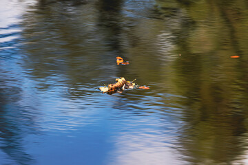 Herbstlaub auf einem Fluß