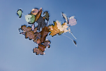 Herbstlaub auf dem Wasser