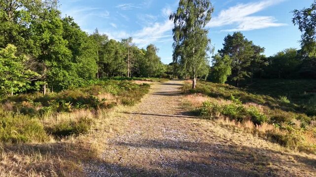 Drone flying forward over forest path on a sunny summer day