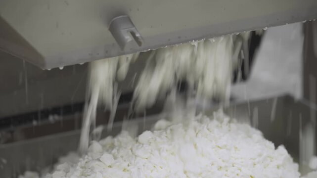 Industrial Food Plant. A lot of Protein Cheese Curds are Falling out of the Machine. Protein Pieces of Dairy is being Sorted on the Milk Factory. Producing Cottage Cheese Containing a lot of Protein.
