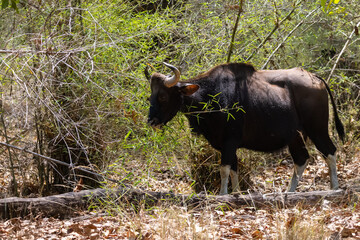 Indian Gaur (Bos gaurus) or Indian Bison walking in the indian jungle.