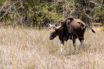 Indian Gaur (Bos gaurus) or Indian Bison walking in the indian jungle.