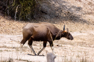Indian Gaur (Bos gaurus) or Indian Bison walking in the indian jungle.