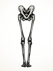 Vector drawing. Bones of the leg