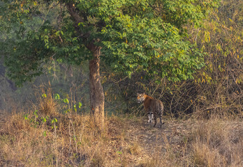 Male tiger (Panthera tigris) walking on jungle road with natural green background of Bandhavgarh forest.