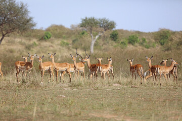 Watchful group of Impala, Masai Mara Kenya Africa
