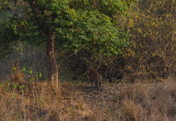Male tiger (Panthera tigris) walking on jungle road with natural green background of Bandhavgarh forest.