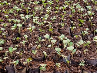 A sharp, detailed close-up showing a repetitive pattern of healthy vegetable seedlings growing in small black polybags, ready for transplantation. Ideal for farming or sustainability projects.