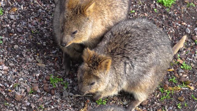 Close up of wallaby or Kangaroo rabbits searchin for food on the forest ground on a cloudy day