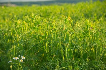 agricultural field with green beans in Germany