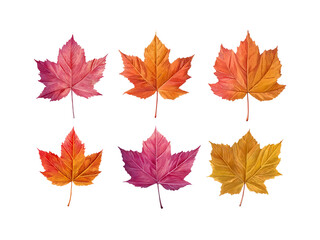 Fototapeta premium Six Maple Leaves in Autumn Colors isolated on a transparent background