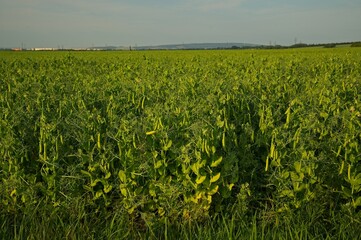 agricultural field with green beans in Germany